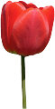 tulip457's Avatar